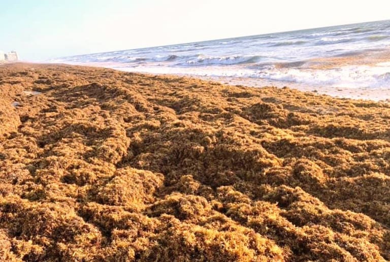 seaweed along the beach- problem in Pompano Beach, Deerfield Beach, Lauderdale By the Sea