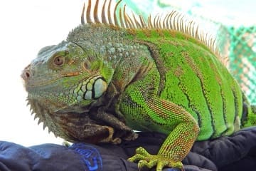 Deerfield Beach, Pompano Beach Lauderdale-by-the-Sea and Lighthouse Point have been seeing more iguanas lately. Picture courtesy-Wikipedia