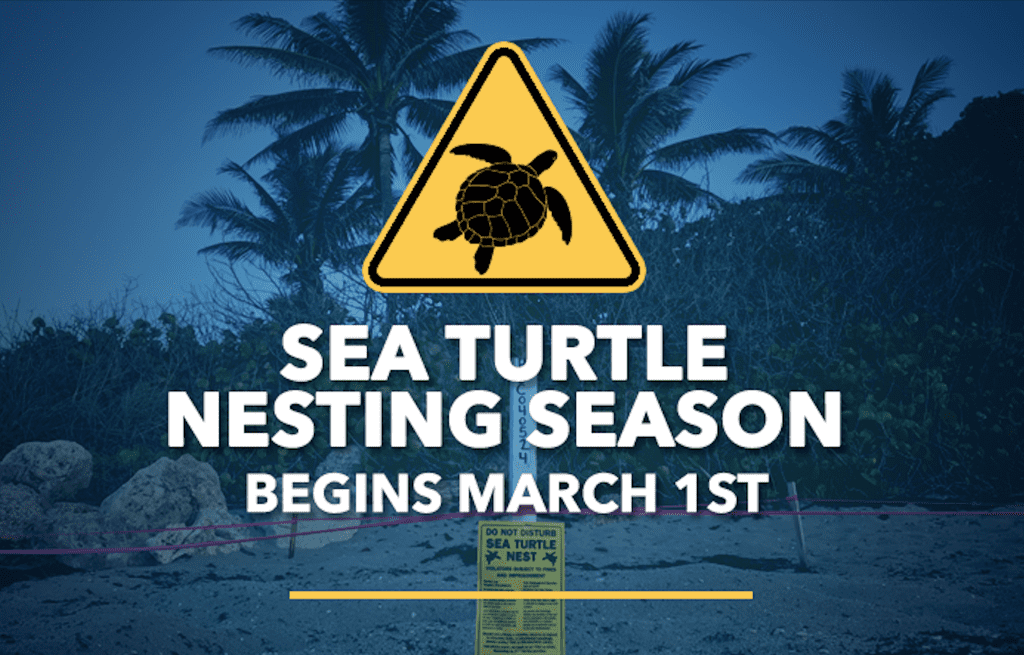 Sea Turtle Nesting Season Begins March 1, 2022