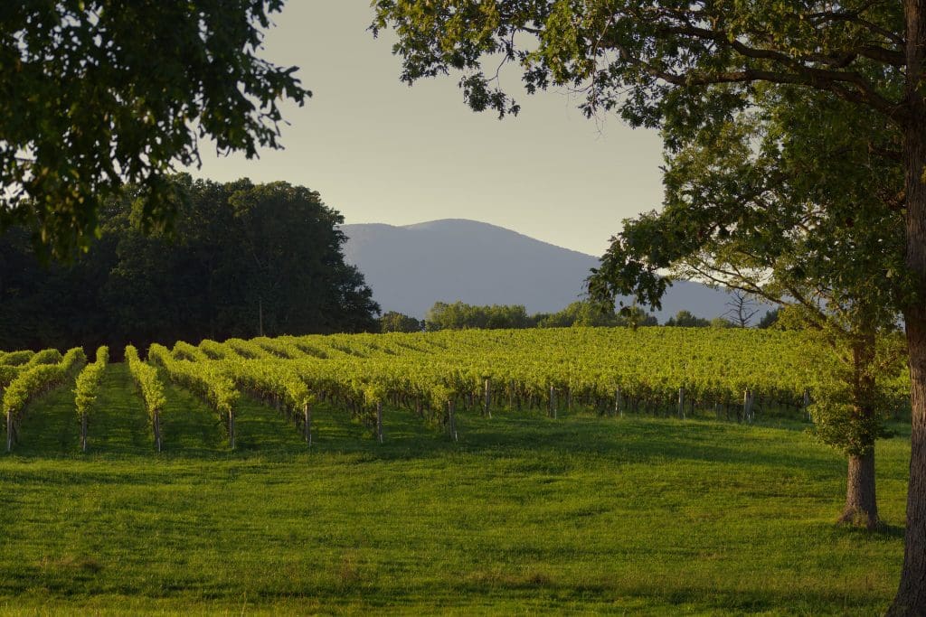 The Grapes of Virginia